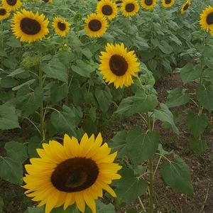 Meet your Posher, Gretha